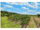 492 East Feluga Road, East Feluga QLD 4854