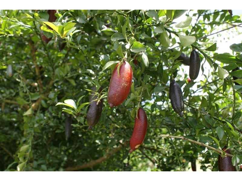 492 East Feluga Road, East Feluga QLD 4854