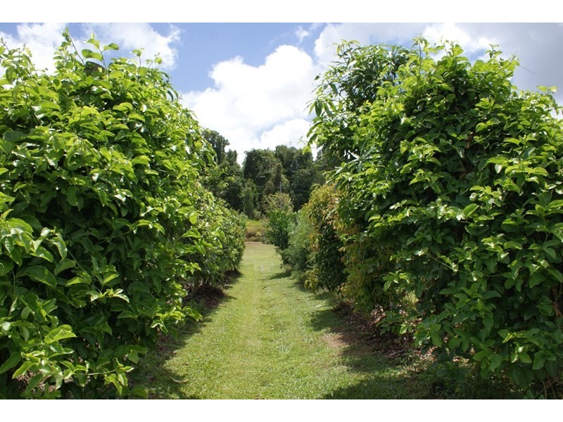 492 East Feluga Road, East Feluga QLD 4854