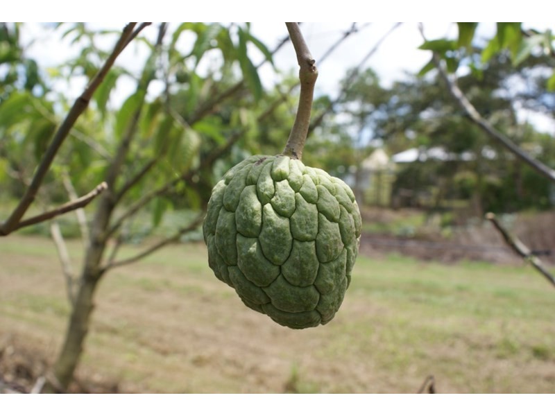 492 East Feluga Road, East Feluga QLD 4854