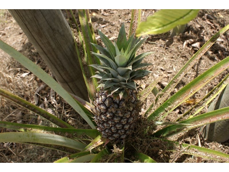 492 East Feluga Road, East Feluga QLD 4854