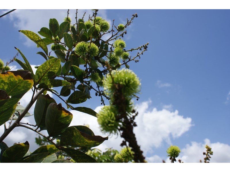 492 East Feluga Road, East Feluga QLD 4854