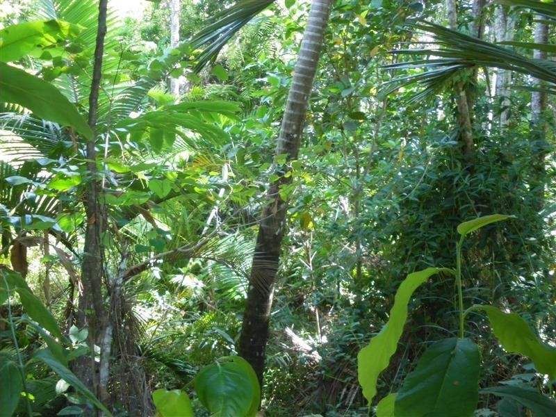 Bingil Bay QLD 4852