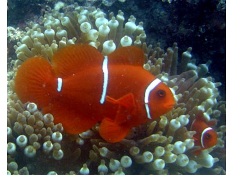 127 Reid Road, Wongaling Beach QLD 4852