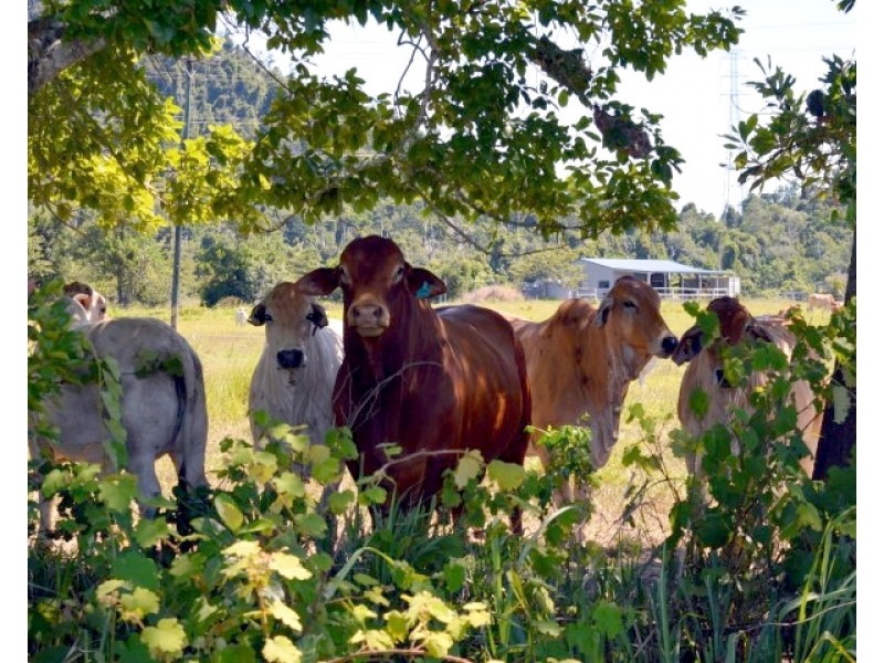 Lot 1 Aerodrome Road, Tully QLD 4854