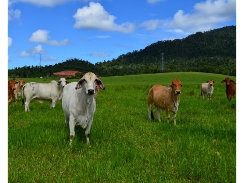 Lot 1 Aerodrome Road, Tully QLD 4854