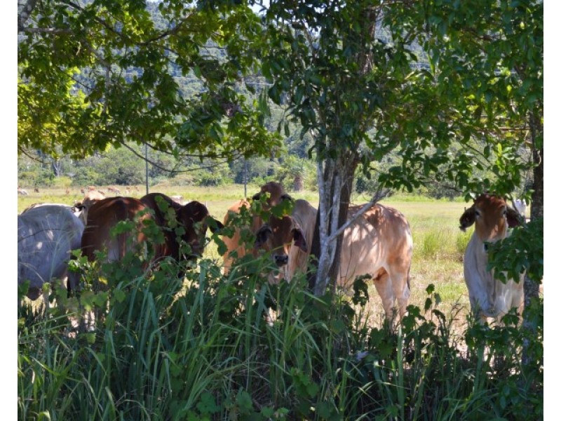 Lot 1 Aerodrome Road, Tully QLD 4854