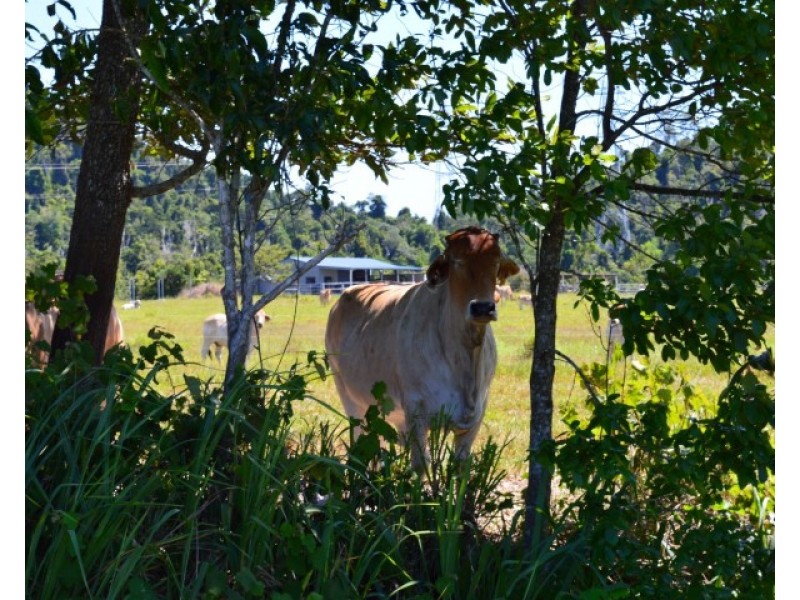 Lot 1 Aerodrome Road, Tully QLD 4854