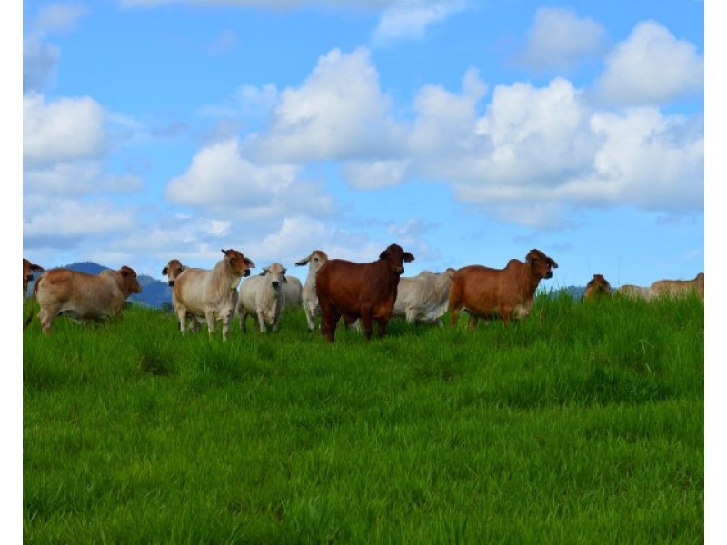 Lot 1 Aerodrome Road, Tully QLD 4854