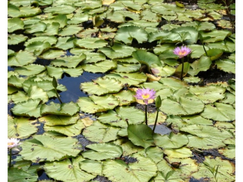 742 East Feluga Road, East Feluga QLD 4854