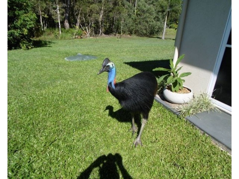 742 East Feluga Road, East Feluga QLD 4854