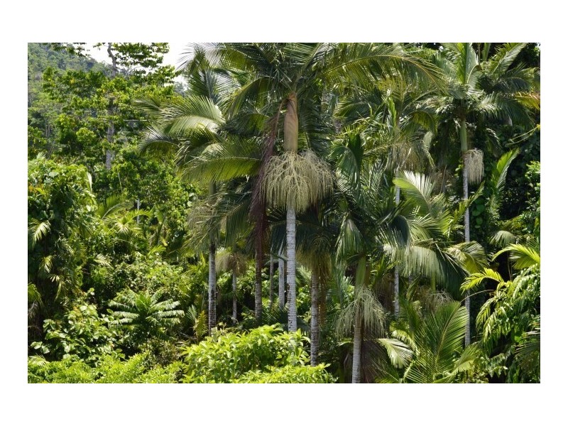 Lot 2 Bingil Bay Road, Bingil Bay QLD 4852