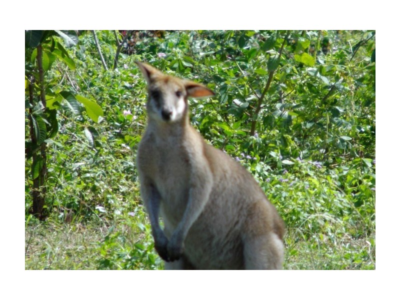 Lot 2 Bingil Bay Road, Bingil Bay QLD 4852