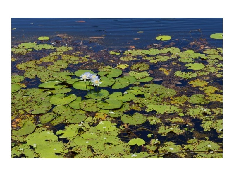 Lot 2 Bingil Bay Road, Bingil Bay QLD 4852