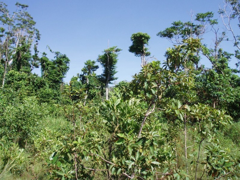 Mission Beach QLD 4852