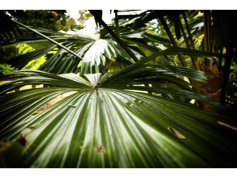 Mission Beach QLD 4852