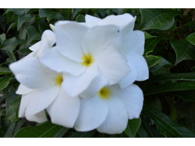 11 Endeavour Avenue, Mission Beach QLD 4852