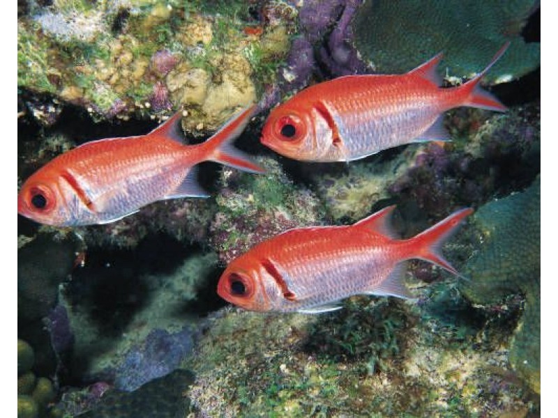 146 Kennedy Esplanade, South Mission QLD 4852