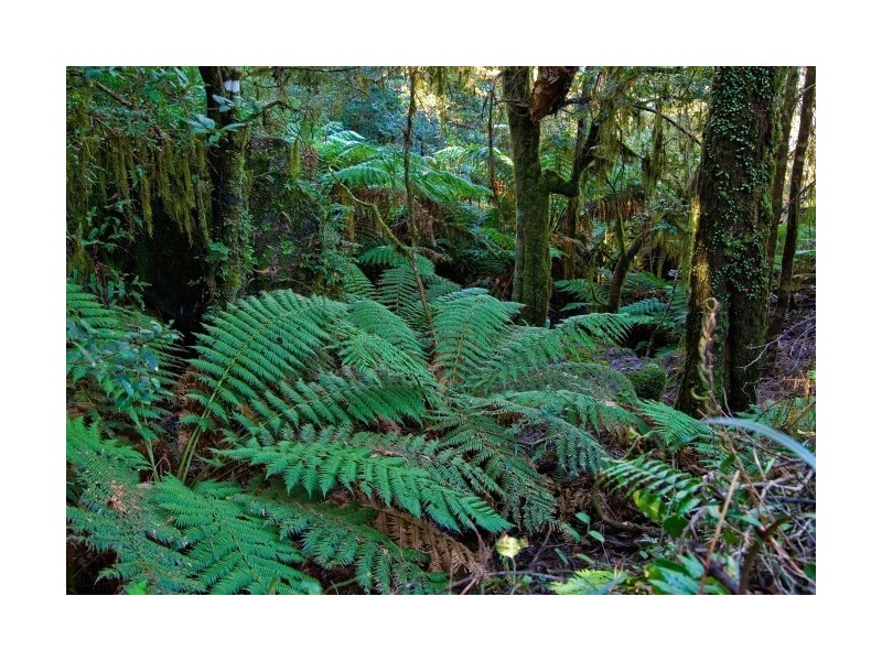 1 Cutten Street, Mission Beach QLD 4852