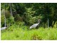Lot 5 Bingil Bay Road, Bingil Bay QLD 4852