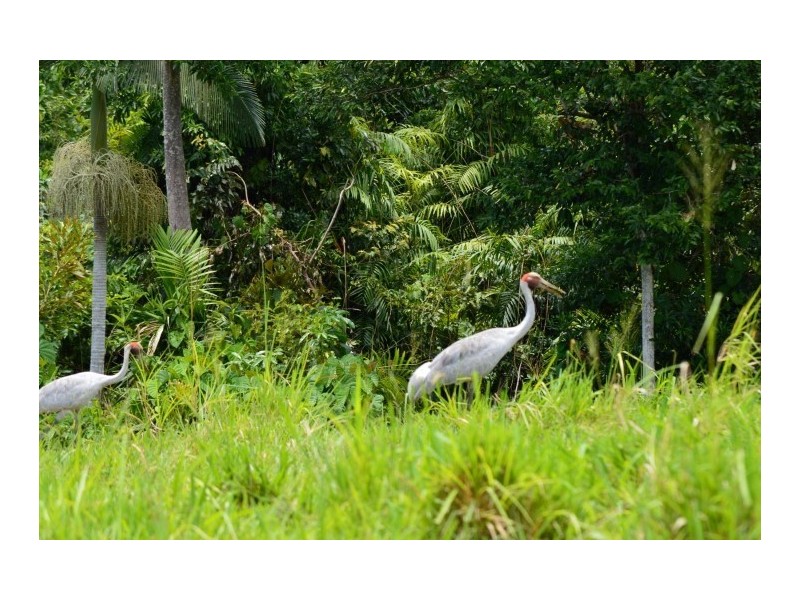 Lot 5 Bingil Bay Road, Bingil Bay QLD 4852