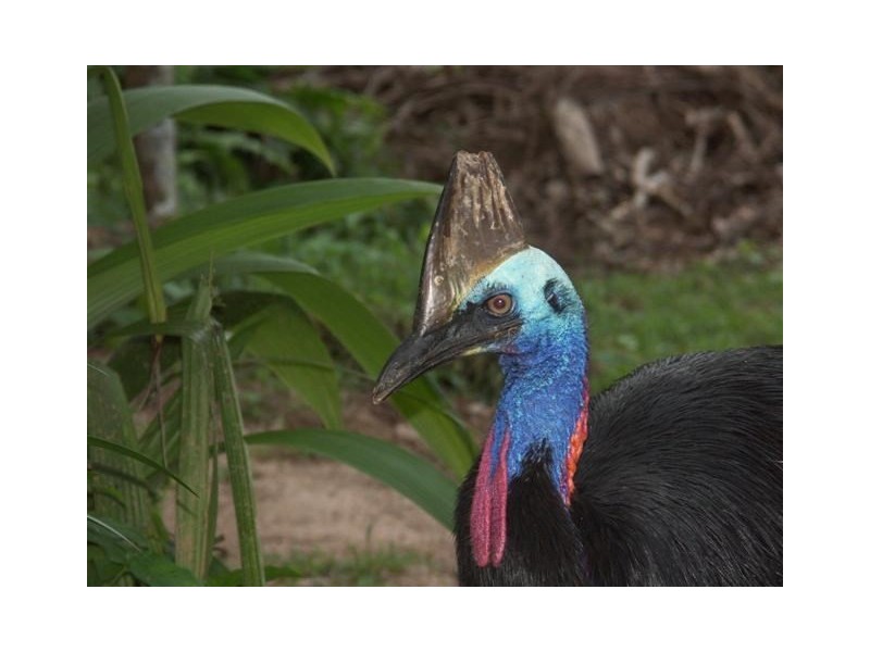 Lot 5 Bingil Bay Road, Bingil Bay QLD 4852