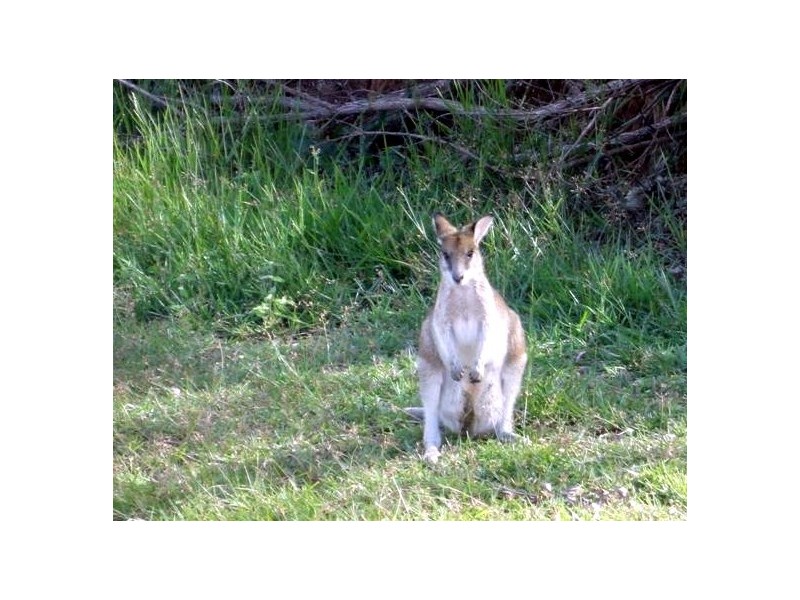 Lot 1 Pacific View Drive, Wongaling Beach QLD 4852