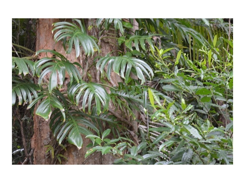 Lot 1 Pacific View Drive, Wongaling Beach QLD 4852