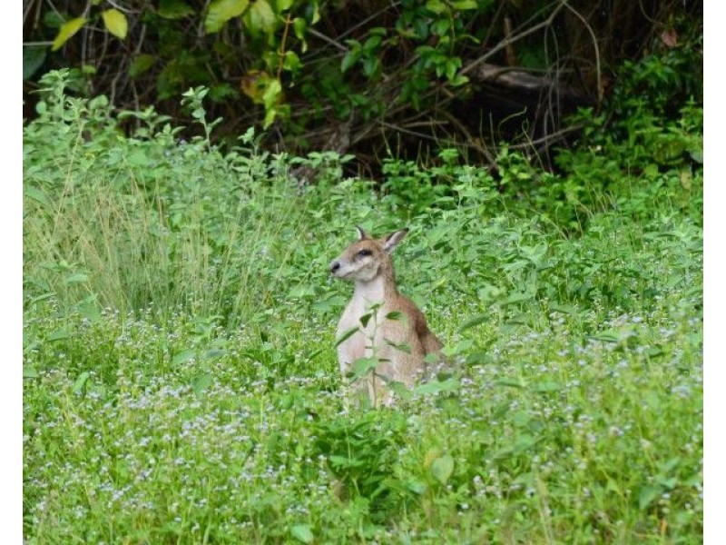 Lot 2 Pacific View Drive, Wongaling Beach QLD 4852