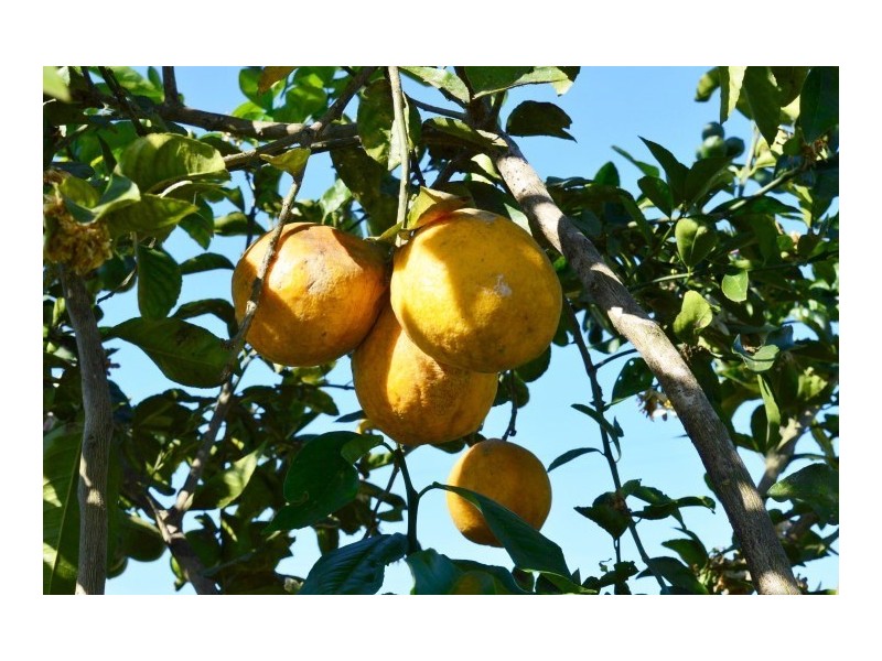 2 Cuthill Road, Walter Lever Estate QLD 4856