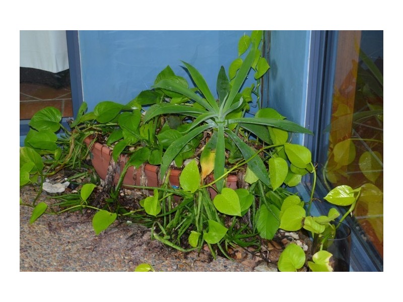 1/21 Conch Street, Mission Beach QLD 4852