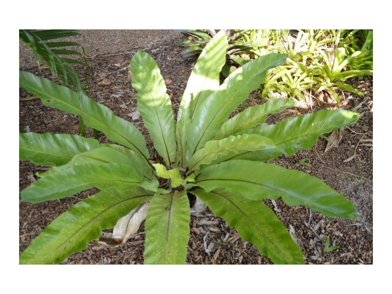 1/21 Conch Street, Mission Beach QLD 4852