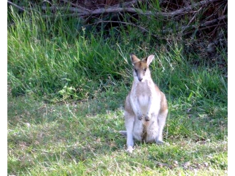 7 Heliconia Street, South Mission QLD 4852