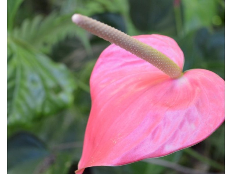 18 Mission Circle, Wongaling Beach QLD 4852