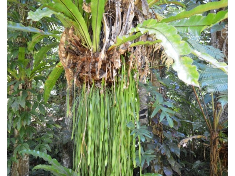 18 Mission Circle, Wongaling Beach QLD 4852