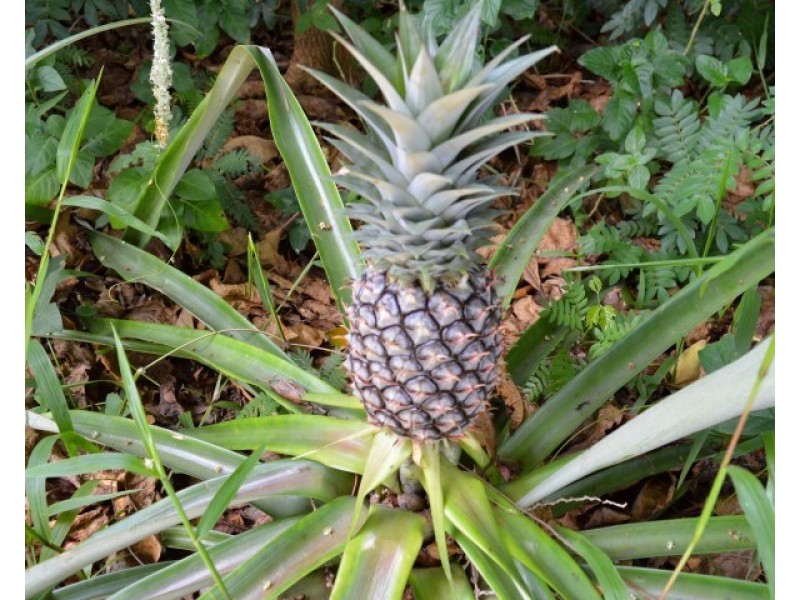 16 Cutten Street, Bingil Bay QLD 4852