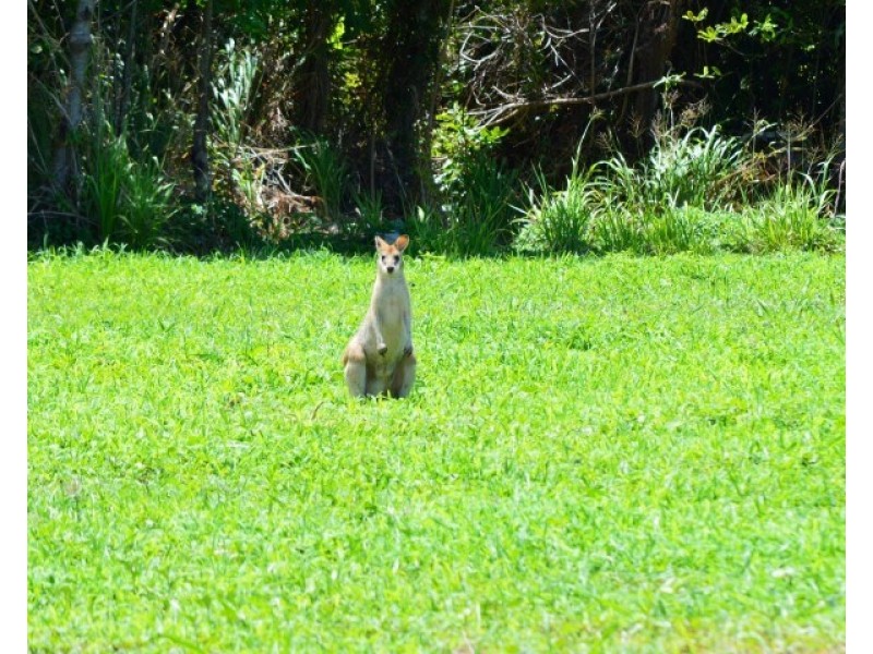 Lot 1 Butler Road, Bingil Bay QLD 4852