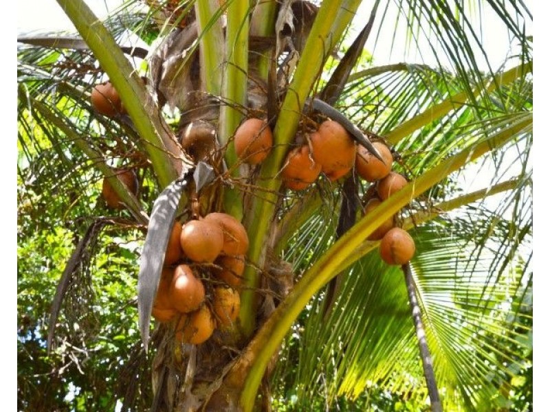 48 Reichardt Road, Mission Beach QLD 4852