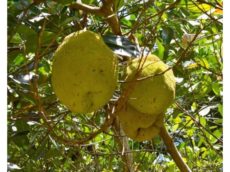 48 Reichardt Road, Mission Beach QLD 4852