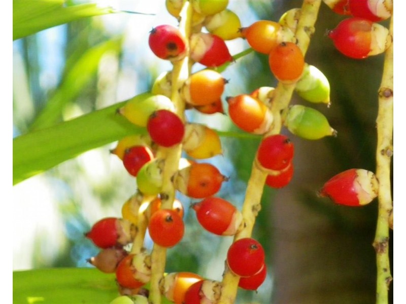 7 Penwerris Place, Mission Beach QLD 4852