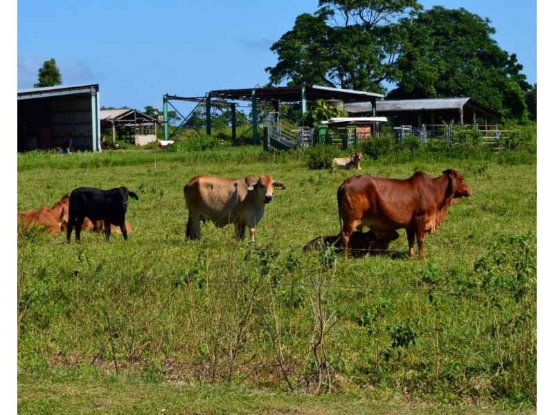 3 Nautilus Street, Mission Beach QLD 4852
