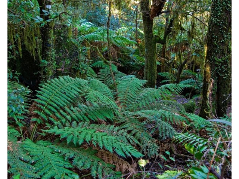 1 Cutten Street, Mission Beach QLD 4852