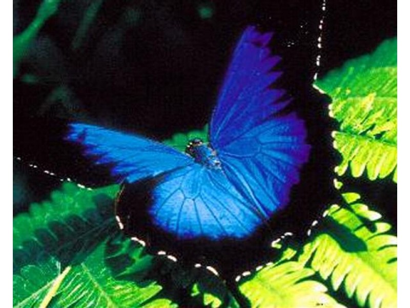 1 Cutten Street, Mission Beach QLD 4852