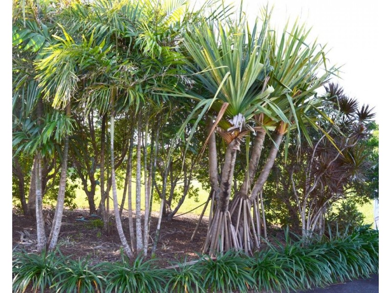 Lot 112 Rise Crescent, Mission Beach QLD 4852