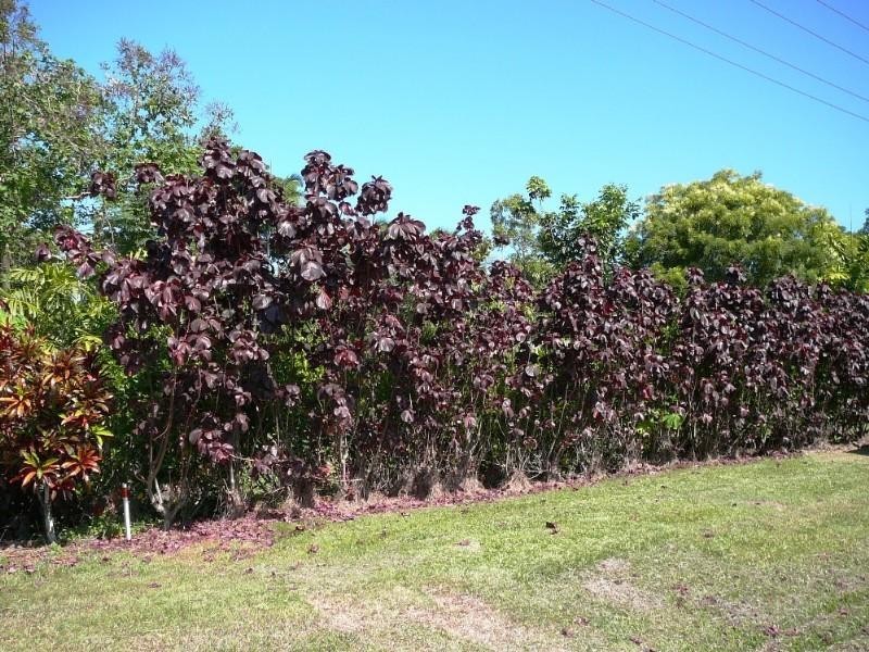Mission Beach QLD 4852