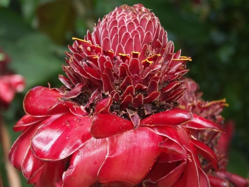 Mission Beach QLD 4852