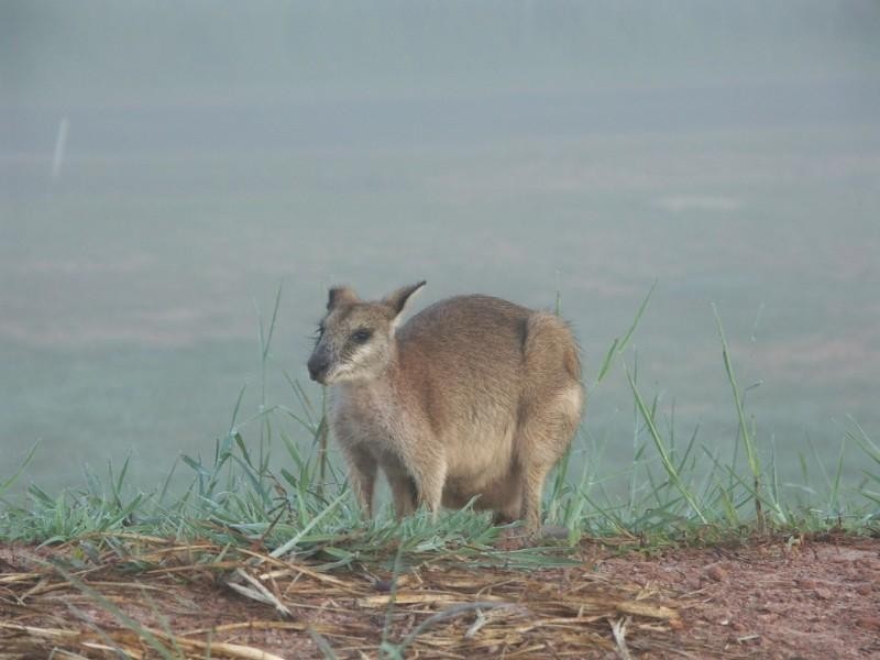 Mission Beach QLD 4852