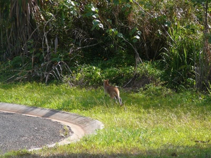 Mission Beach QLD 4852