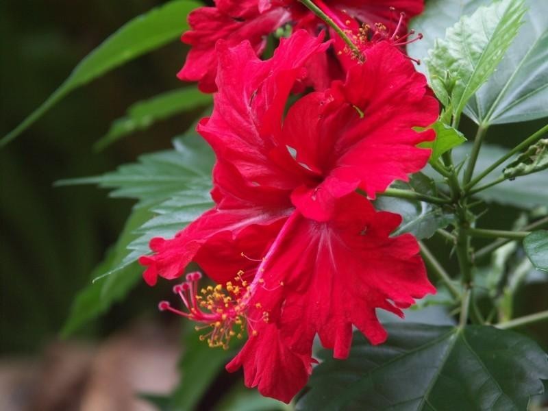 Mission Beach QLD 4852