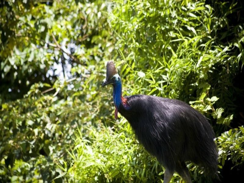 Mission Beach QLD 4852